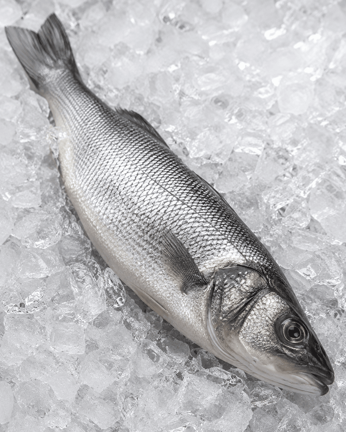 Seabass