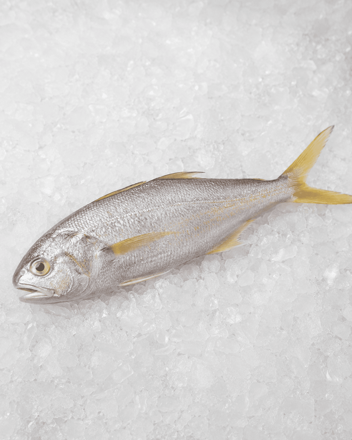 Threadfin