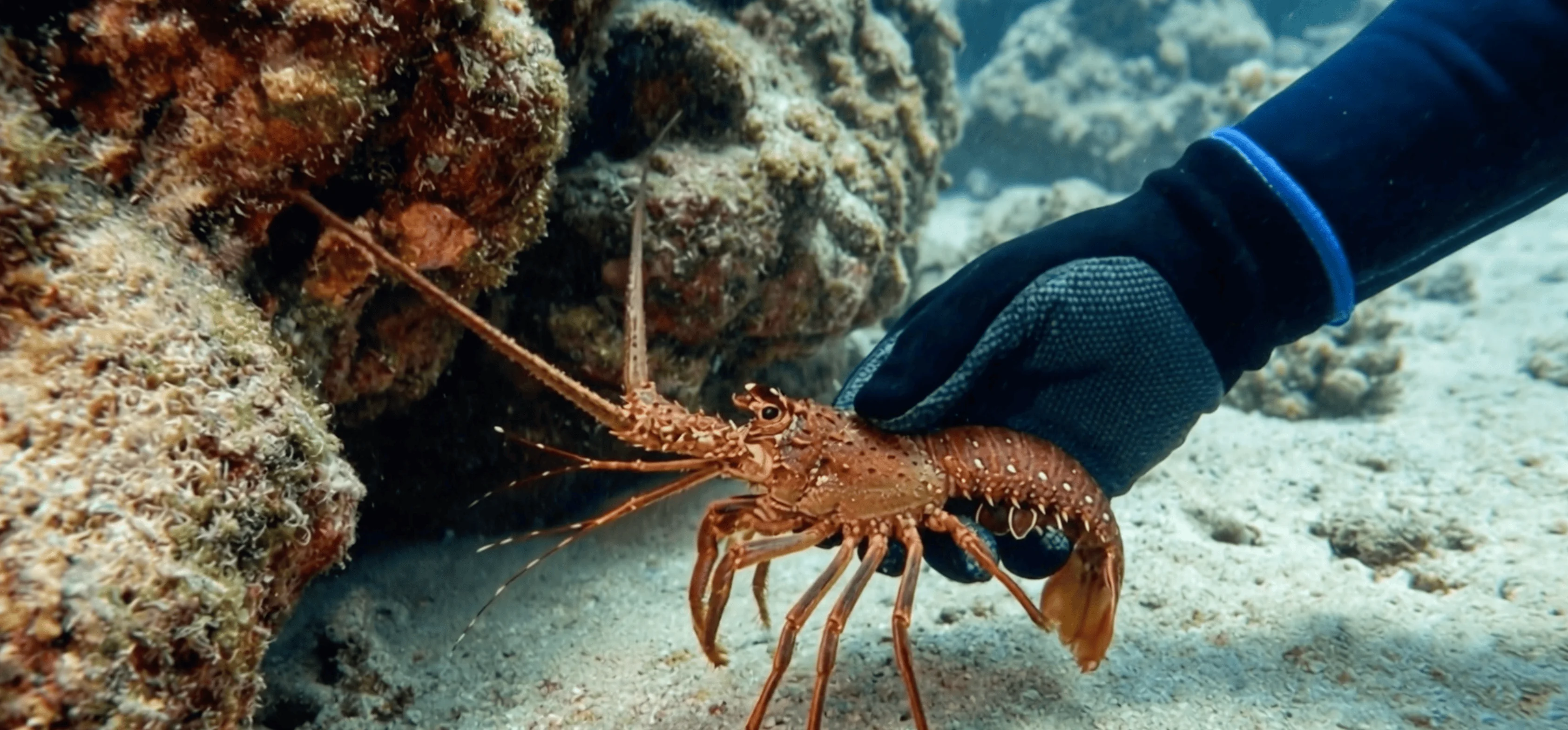 All Seafood